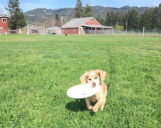 Dog day care center Dogfather K9 Connections Santa Rosa
