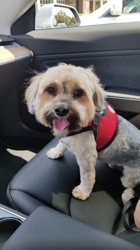 Dog day care center Doggie Couture Rancho Cucamonga