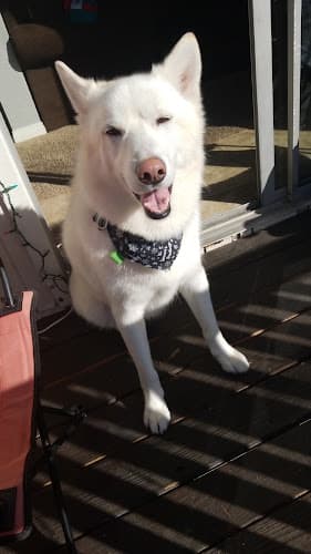 Dog day care center Doggie Days Chula Vista