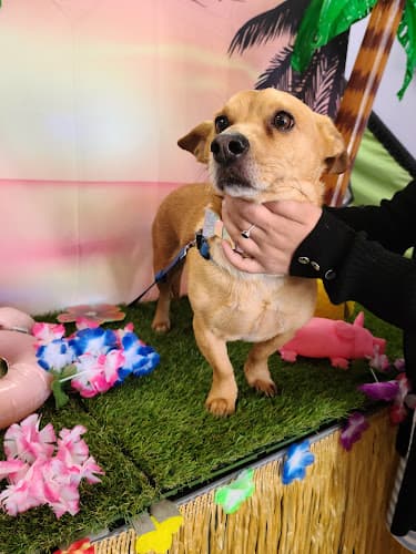 Dog day care center Doggie Do's Pet Salon Bakersfield