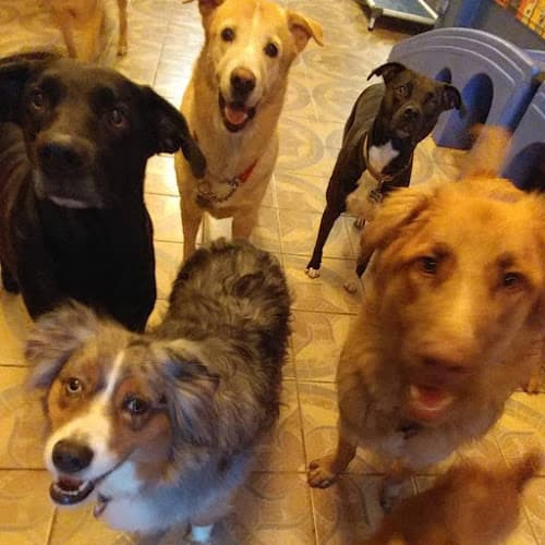 Dog day care center Doggie Goddess Pet Services Los Angeles