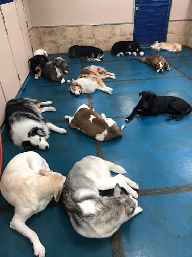 Dog day care center Doggie Oasis Day Care & Boarding Fresno