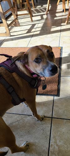 Dog day care center Doggie Parlour Santa Maria