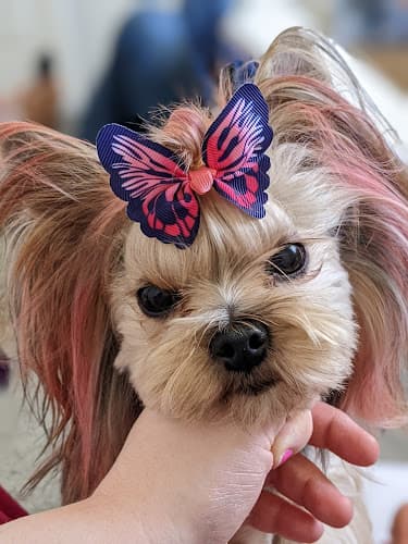 Dog day care center Doggie Right Dog Spa Santa Rosa