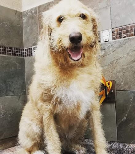 Dog day care center Doggie Spa Corona Corona