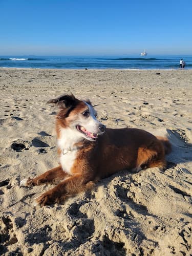 Dog day care center Doggie Spa Huntington Beach