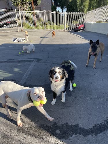 Dog day care center Doggie World Daycare Los Angeles