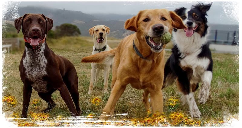 Dog day care center Doggieville Ranch Bend