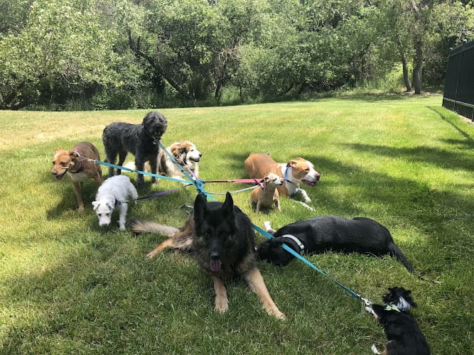 Dog day care center Doggy Day Care & Wellness Berkeley