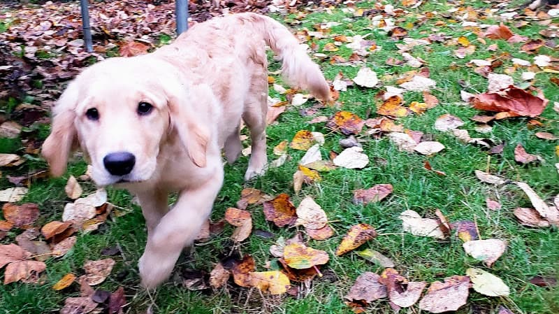 Dog day care center Doggy-Diggz Tacoma