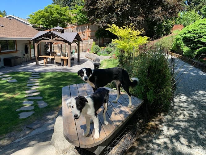 Dog day care center Doggy Dog Walker & In Home Pet Care Hillsboro