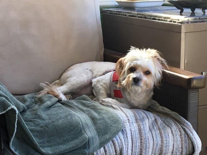 Dog day care center Doggy Doggy at Kitshouse Oakland