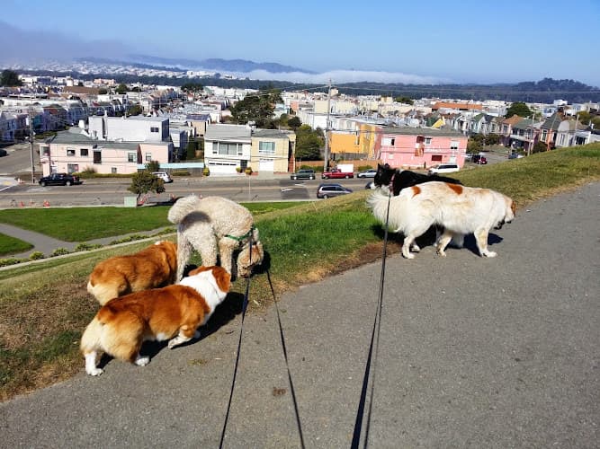 Dog day care center Doggy Paradise San Francisco