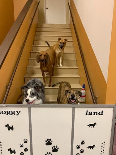 Dog day care center Doggyland Daycare & Boarding Spokane