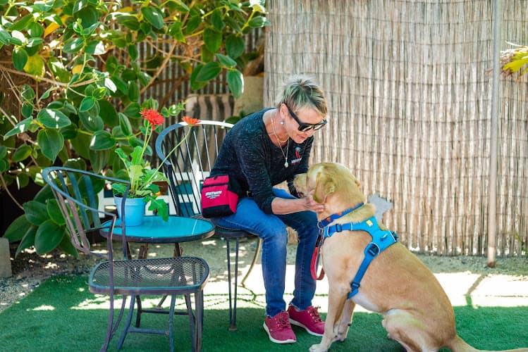 Dog day care center Doggywood Dog Training Carlsbad