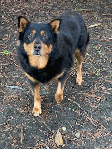 Dog day care center Dogs By Dianne Richmond