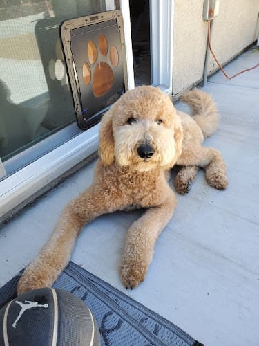 Dog day care center Dog's Day Out Stockton