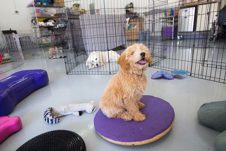 Dog day care center Dogs In Harmony Sunnyvale