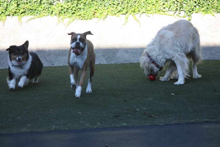 Dog day care center Dogs In the City Portland