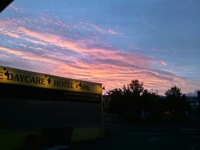 Dog day care center Dogs Will Play Vallejo