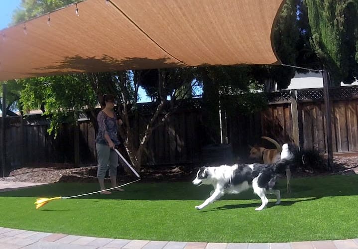 Dog day care center dogspeak San Jose