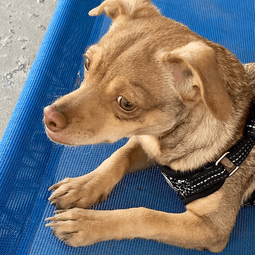 Dog day care center Dogspring Training Fresno