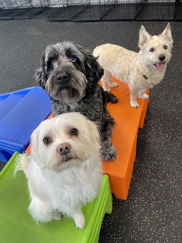 Dog day care center Dogtopia of Cedar Mill Portland