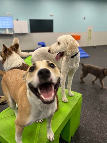 Dog day care center Dogtopia of Pearl District Portland