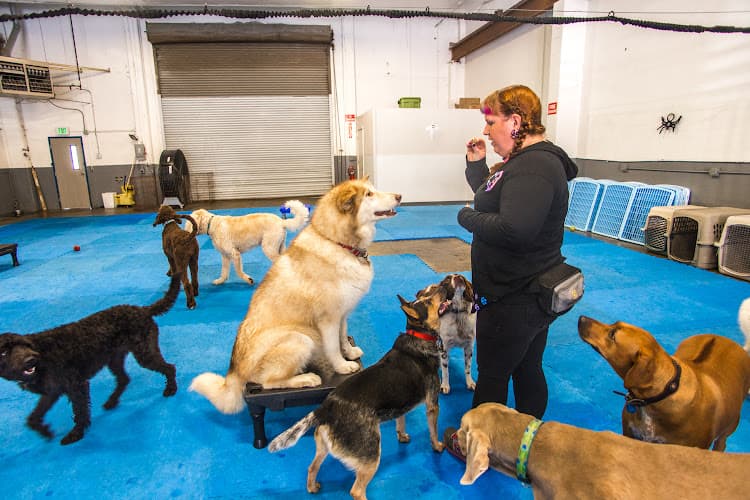 Dog day care center DogTown Portland