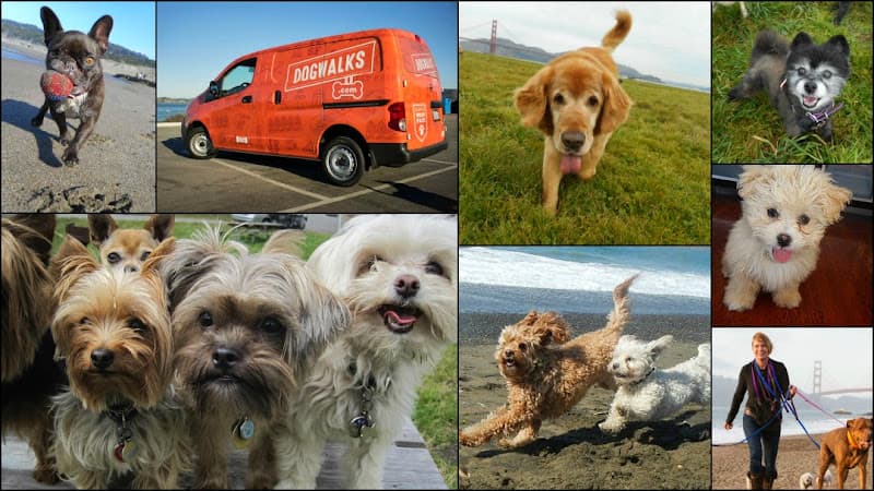Dog day care center Dogwalks San Francisco