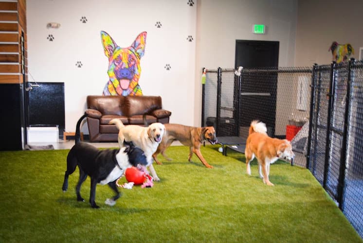 Dog day care center DOGWORXX Tacoma