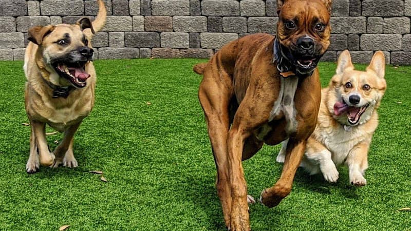 Dog day care center Doug's Dog Walking & Boarding San Diego