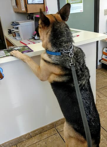 Dog day care center Dover Shores Pet Care Center Costa Mesa