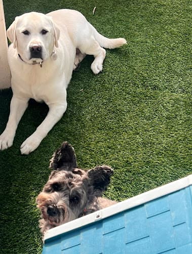 Dog day care center Down to Earth Dogs San Diego