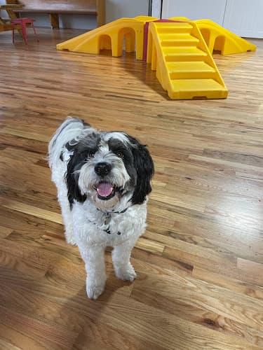 Dog day care center Downtown Dog Lounge Elliott Seattle