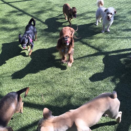 Dog day care center Dr. Dave's Doggy Daycare, Boarding, & Grooming Santa Clara