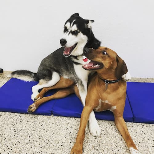 Dog day care center Dr. Dave's Doggy Daycare & Grooming Santa Clara