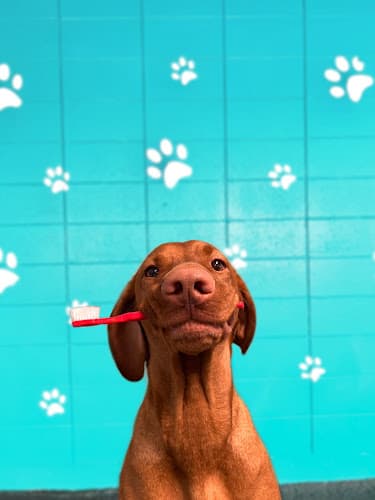 Dog day care center Dr Mom's Animal Clinic Spokane Valley