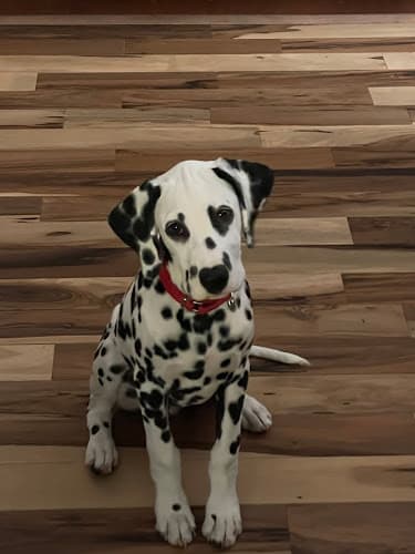 Dog day care center Dr. Ron's Animal Hospital & Emergency Veterinarian Simi Valley