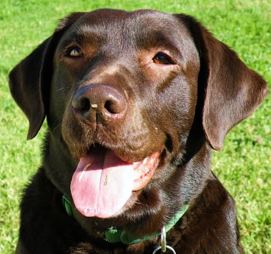 Dog day care center Dr Ruth's Vet 2 Pet Mobile Santa Maria