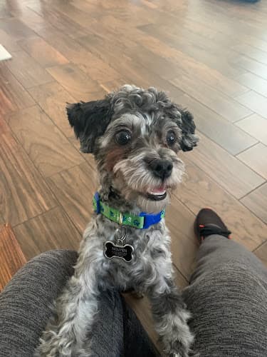 Dog day care center East Bay Paws Antioch