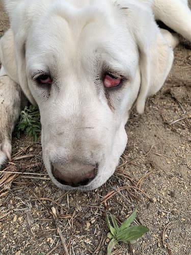 Dog day care center East Bend Animal Hospital Bend