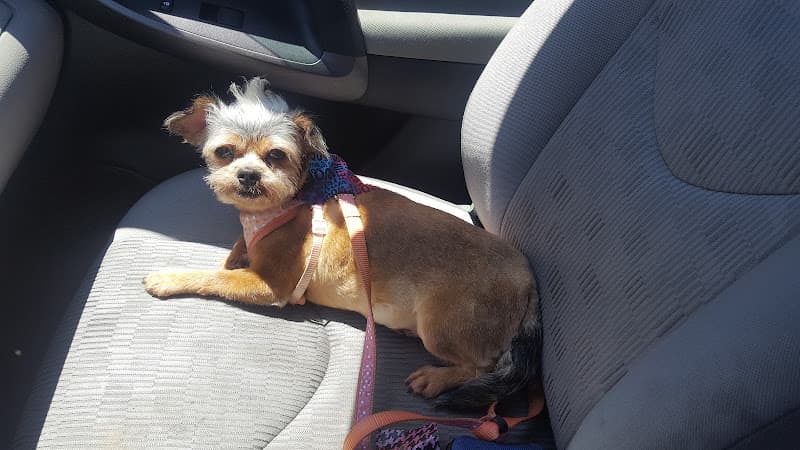 Dog day care center Eco-Pet Inglewood