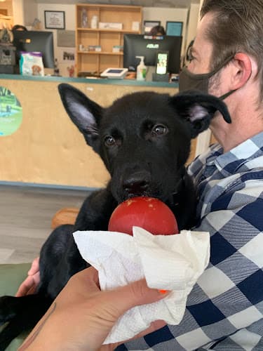 Dog day care center El Sobrante Veterinary Hospital Richmond