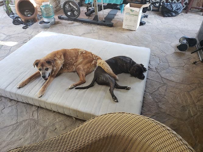 Dog day care center El Toro Animal Hospital Mission Viejo