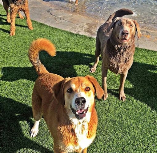 Dog day care center Elaine's Pet Resorts Fresno