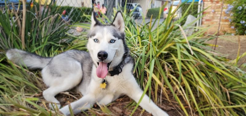 Dog day care center ELC Veterinary Clinic Sunnyvale