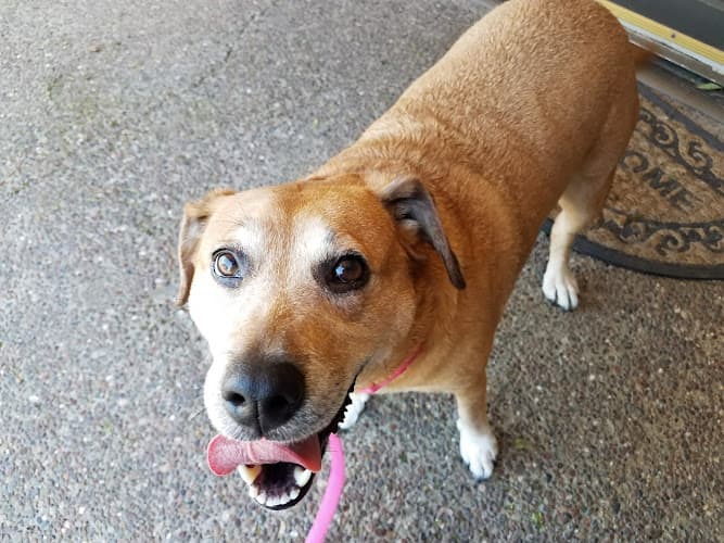 Dog day care center Elite Dogs Training & Boarding Sacramento