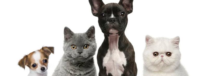 Dog day care center Emergency Pet Clinic El Monte