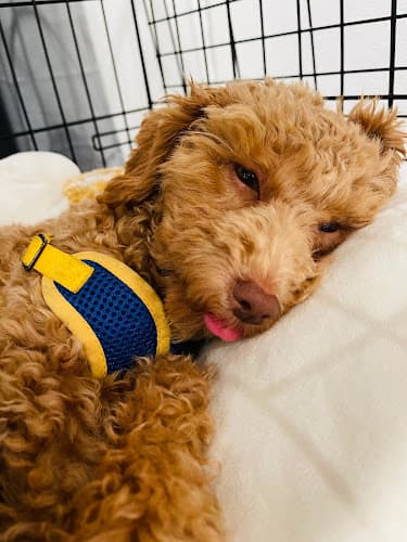 Dog day care center Emeryville Vet Hospital Berkeley